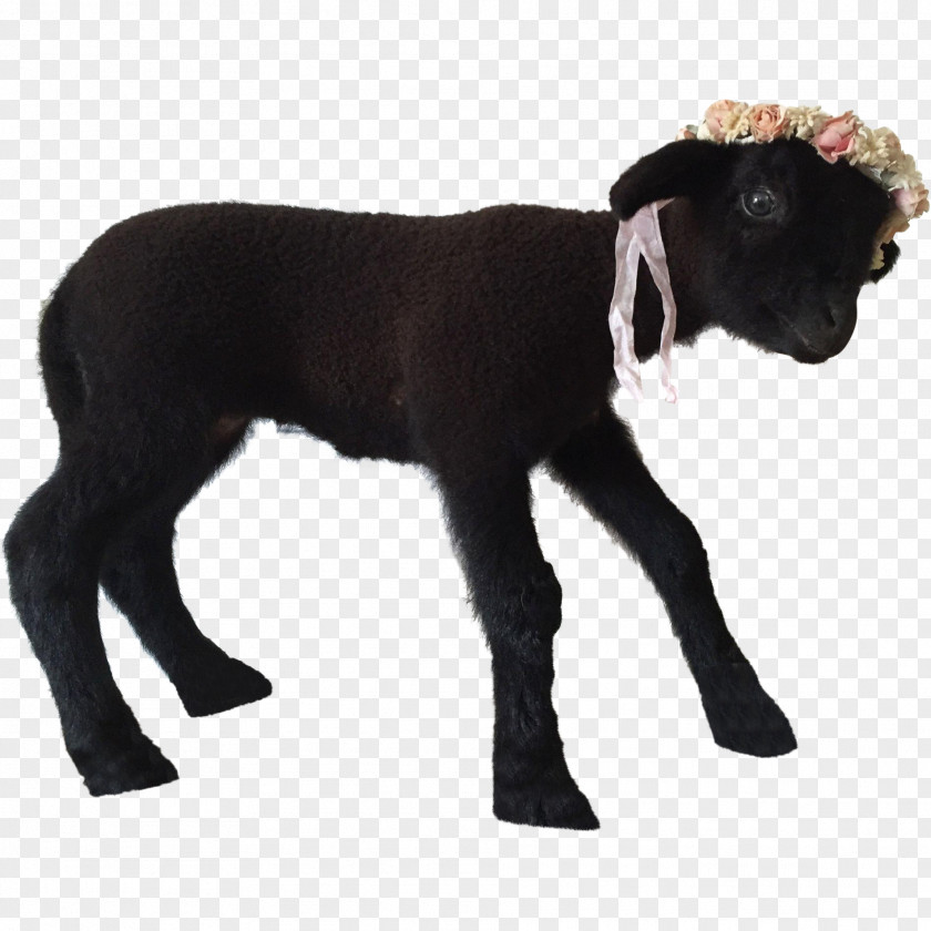 Lamb Sheep Goat Caprinae Livestock Taxidermy PNG