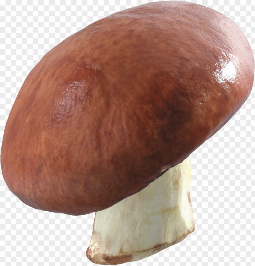 Mushrooms Common Mushroom Fungus Clip Art PNG