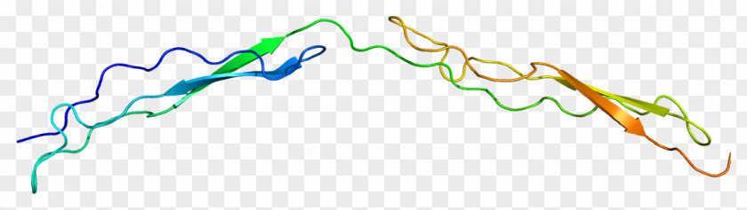 Thrombospondin 1 Protein Neumann Law Group Marcela R. Font, Lac PNG