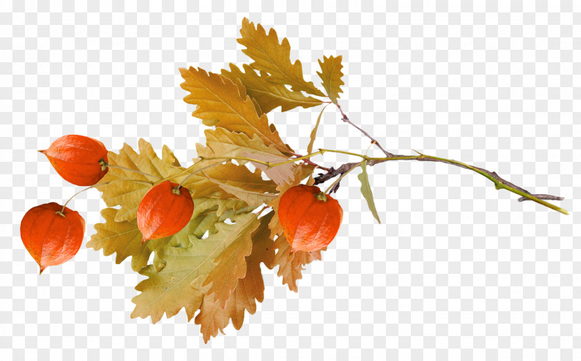 Acorn Autumn I Will Always Love You Fruit PNG