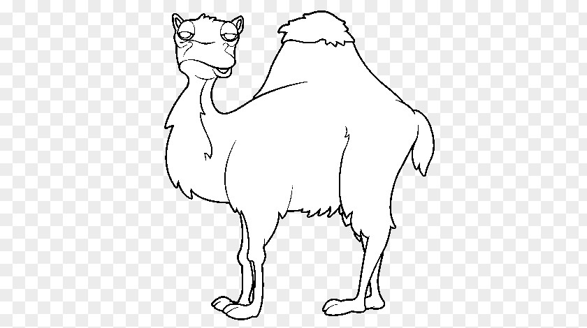 Book Coloring Drawing Image Dromedary PNG