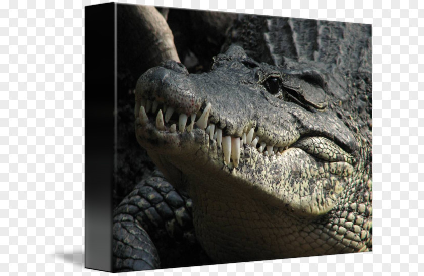 Crocodile American Alligator Nile Jaw PNG