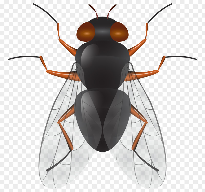 Insect Clip Art Vector Graphics Image PNG