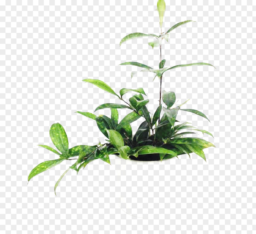 Leaf Flowerpot Houseplant Plant Stem Tree PNG
