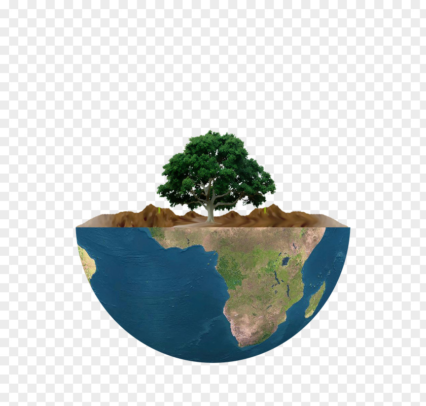 Tree Flowerpot Houseplant Power Politics PNG