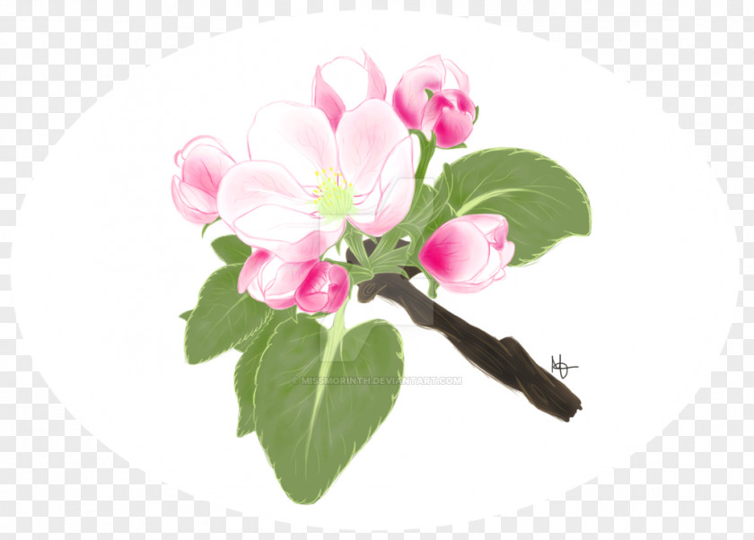 Apple Blossom Bud Herbaceous Plant PNG