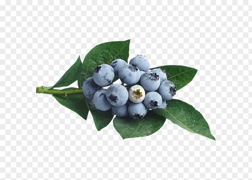 Blueberry European Bilberry Juice PNG