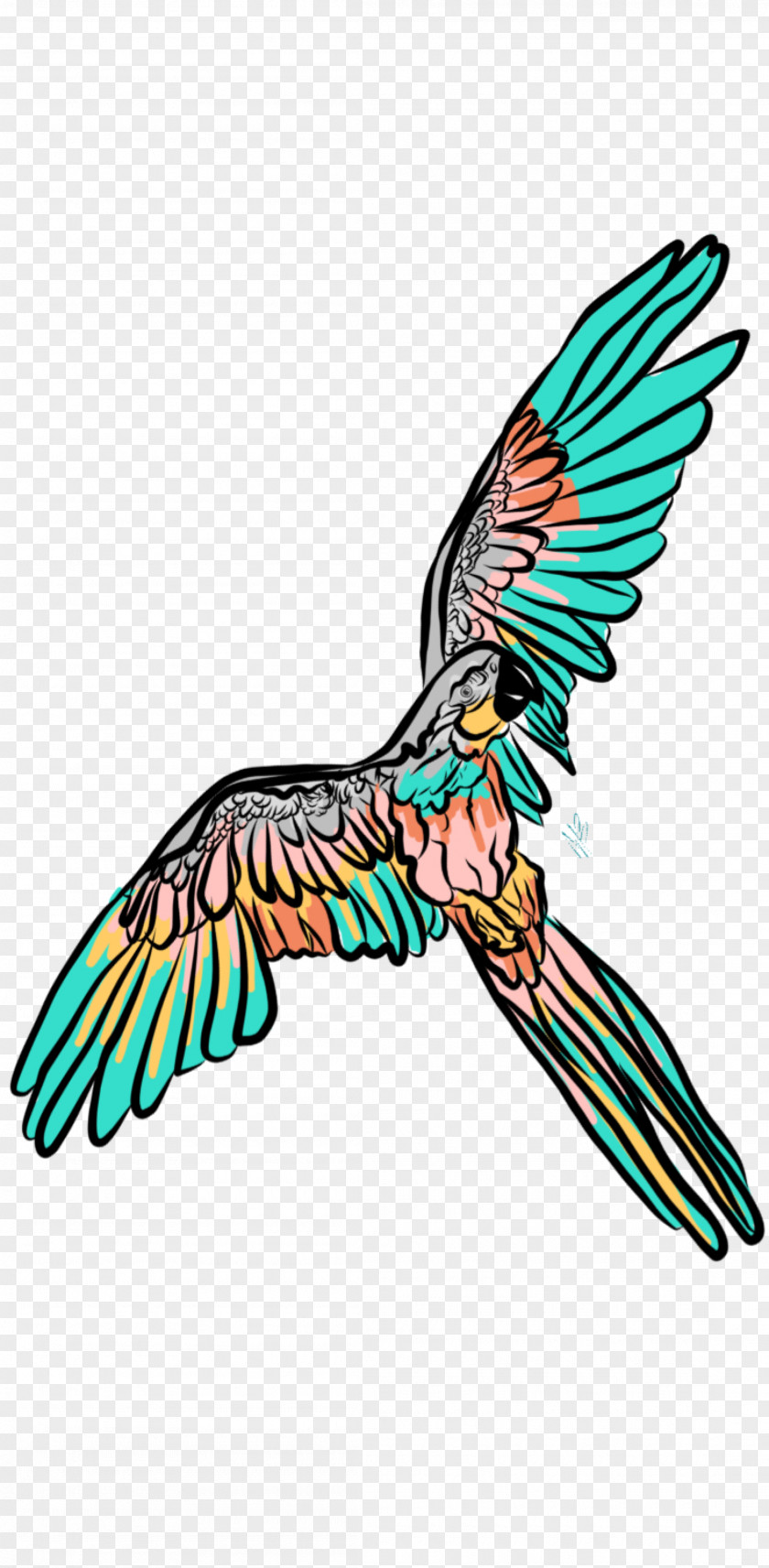 Feather Beak Pollinator Eagle Clip Art PNG