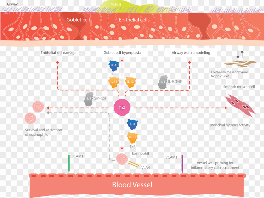 Inflammation Eosinophil Asthma Immunoglobulin E Cytokine PNG