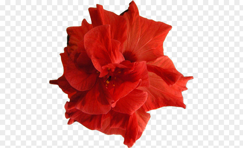 Rosas Vermelhas Rosemallows Amaryllis Cut Flowers Jersey Lily Brazil PNG