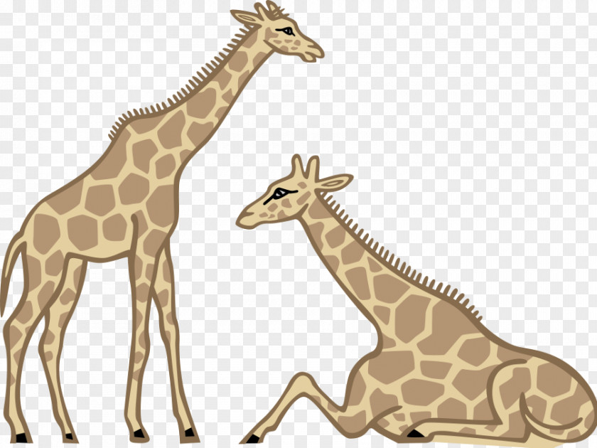 Giraffe Photographs Drawing Cartoon Clip Art PNG