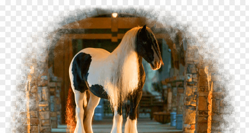 Gypsy Horse Mane Mustang Stallion Bridle Mare PNG