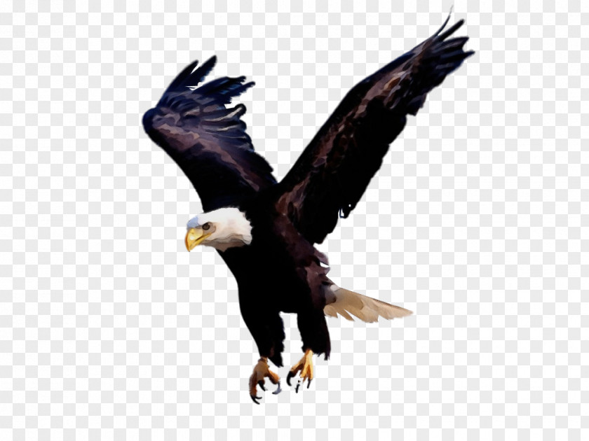Hawk Claw Bird Wing PNG
