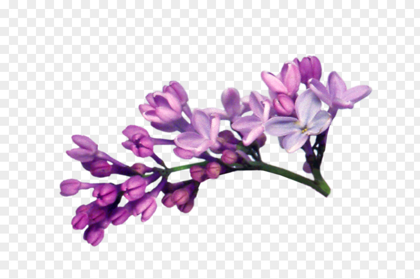 Lilac File Clip Art PNG
