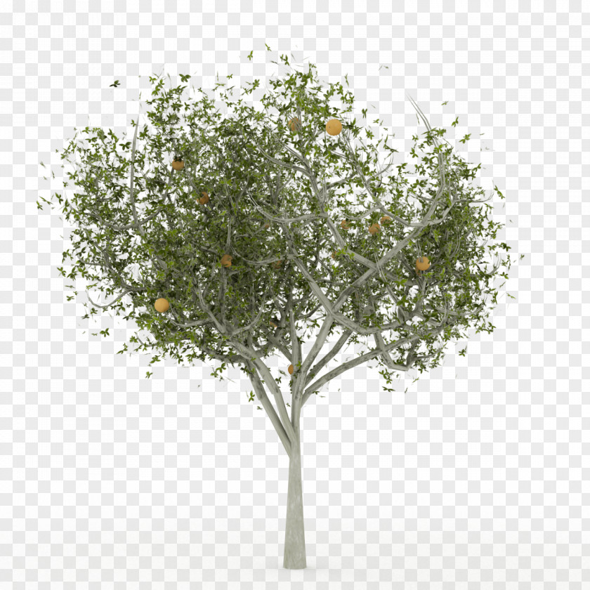 Tree English Oak 3D Computer Graphics Modeling PNG