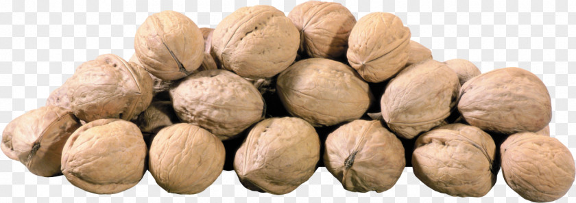 Walnut Nuts Hazelnut PNG