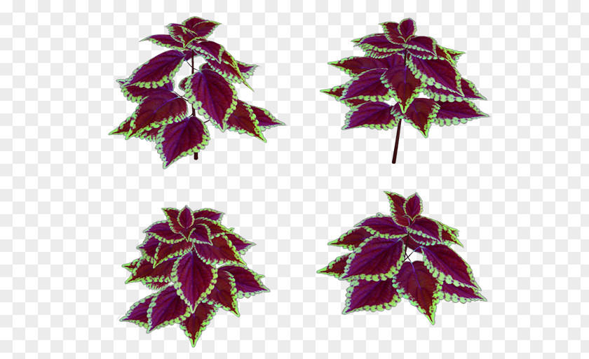 Coleus Ideas Maple Leaf Purple PNG