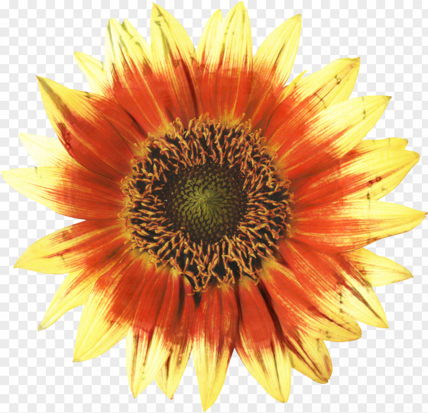 Common Sunflower Painting Image Design PNG