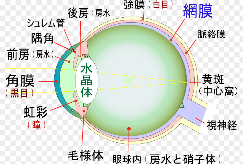 Eye Visual Impairment Macula Of Retina Lens Optic Nerve PNG