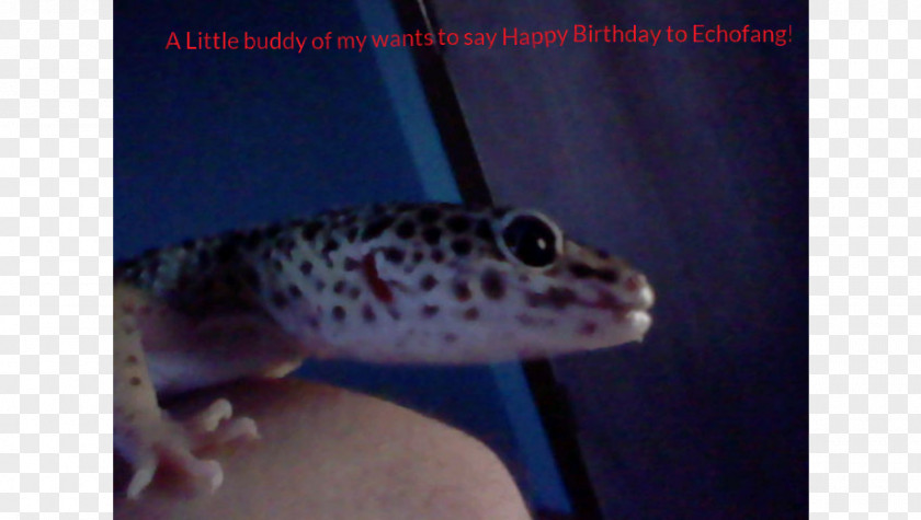 Fish Gecko Fauna PNG