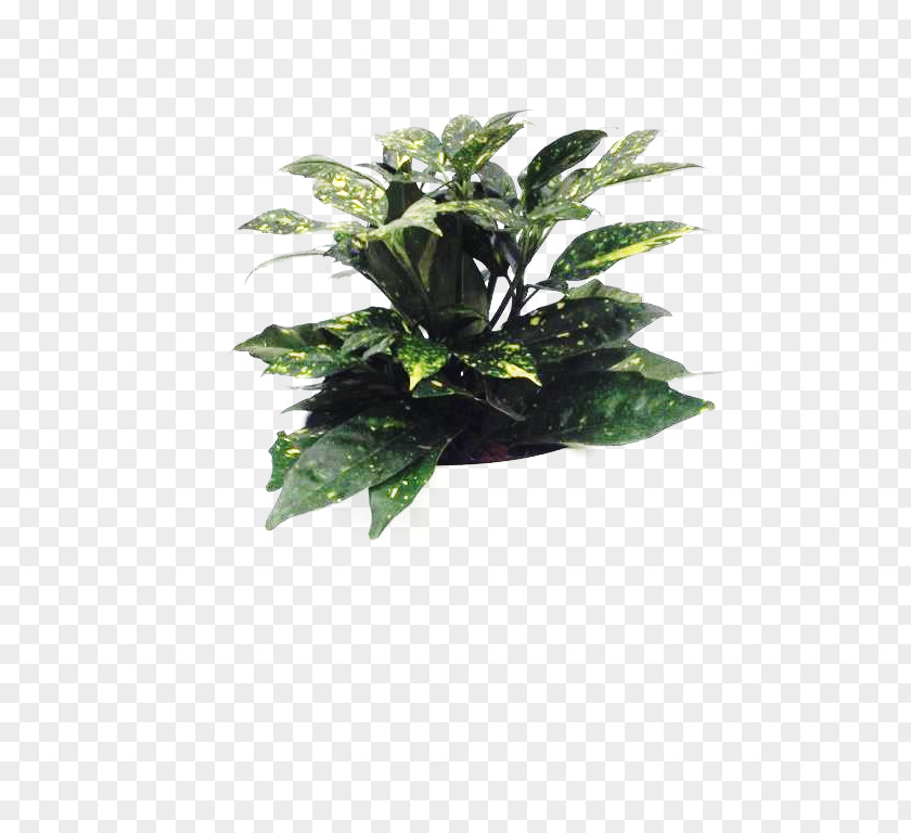 Leaf Flowerpot Houseplant Tree PNG