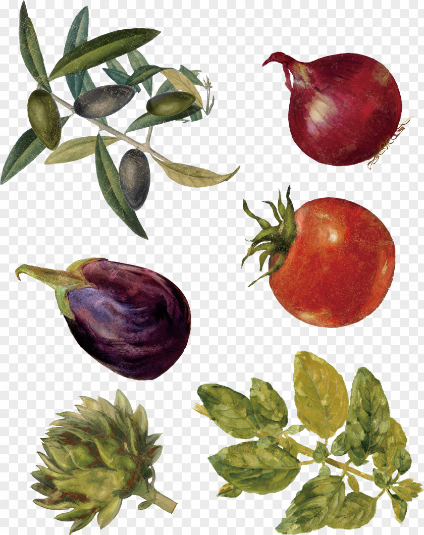 Onion Shallot Vegetable Tomato PNG