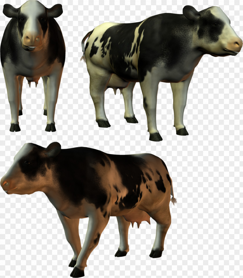 Dairy Cattle PhotoScape Calf Clip Art PNG