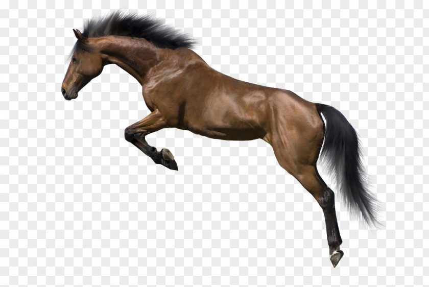 Horse Painted Image,Running Appaloosa Stallion Mane PNG