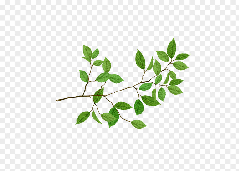 Leaf Vector Graphics Stock Photography Clip Art PNG