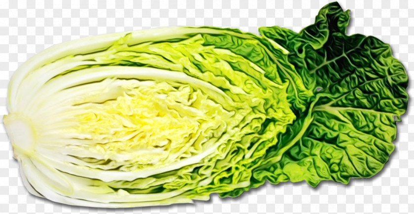 Romaine Lettuce Cabbage Savoy Vegetable Iceburg Leaf PNG