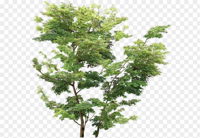 Tree Rendering PNG
