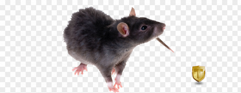 Black Rat Animated Brown Rodent Laboratory Stock Photography PNG
