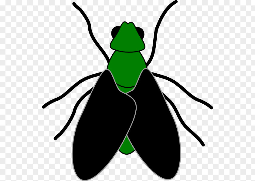 Cartoon Picture Of A Fly Free Content Website Clip Art PNG
