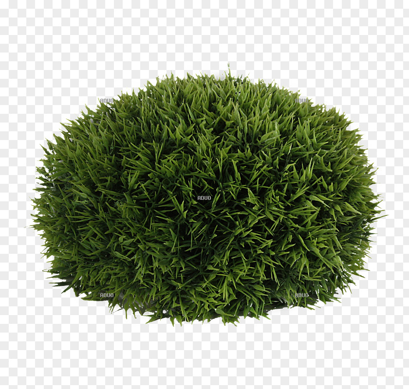 Cypress Grasses Shrub Family PNG