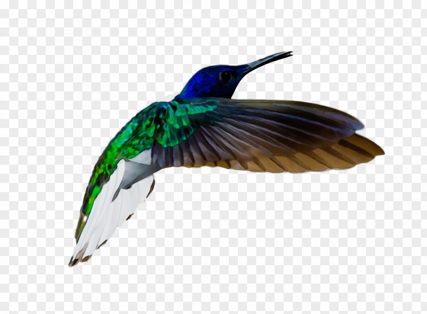 Feather PNG