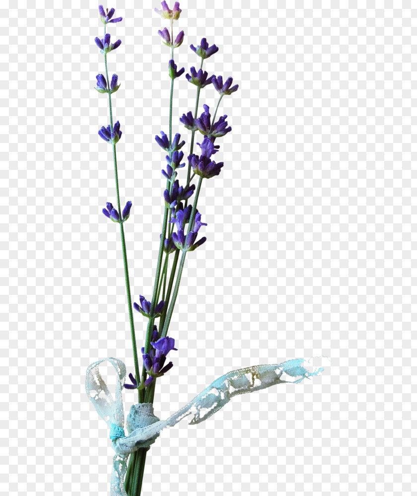Flower Cut Flowers Blume English Lavender Pinnwand PNG