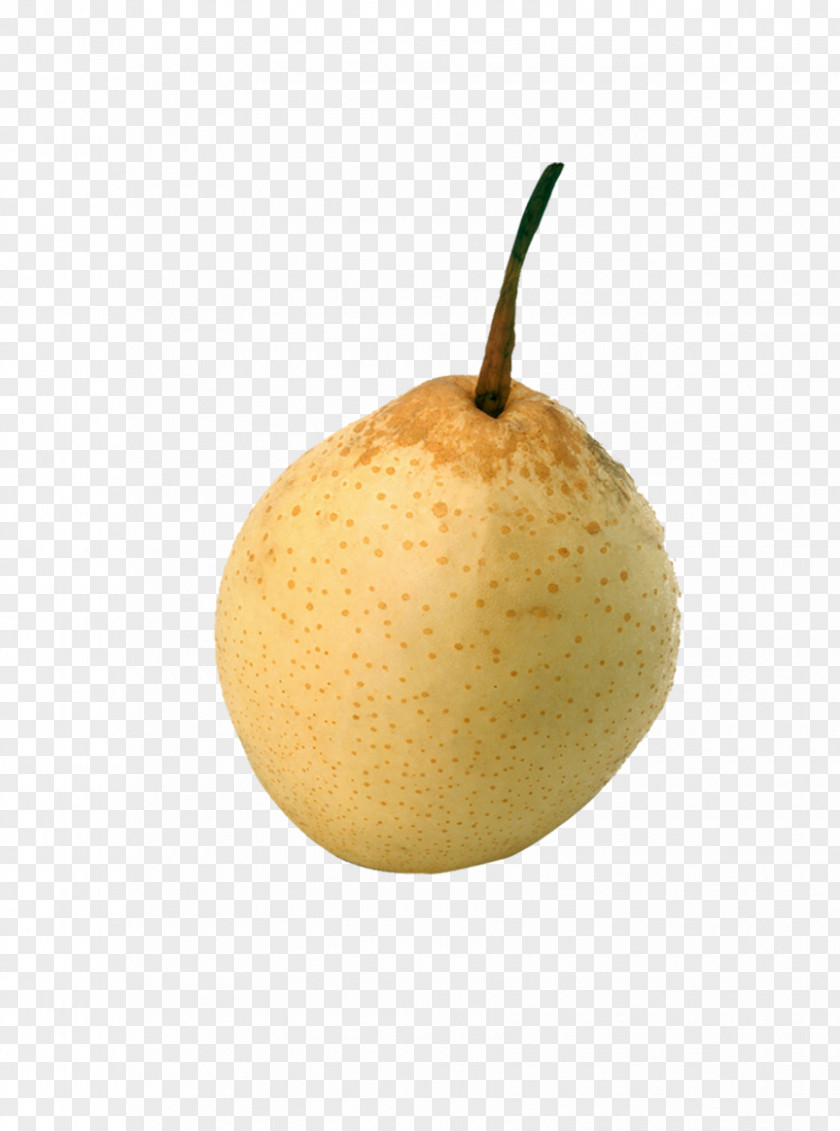Pear Asian Pyrus Xd7 Bretschneideri Download PNG