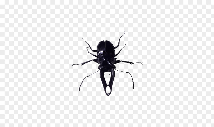 Rhino Creative Insect PNG