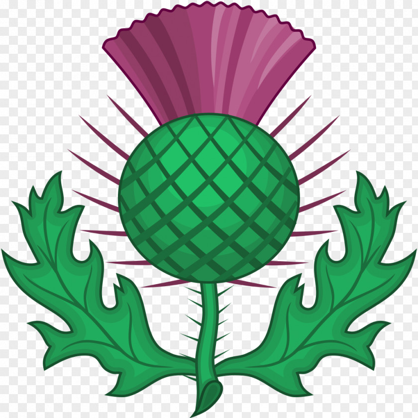 Thistle National Symbols Of Scotland Order The Clip Art PNG