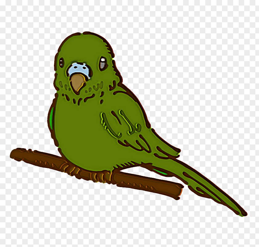 Budgerigar Macaw Birds Parrots Beak PNG