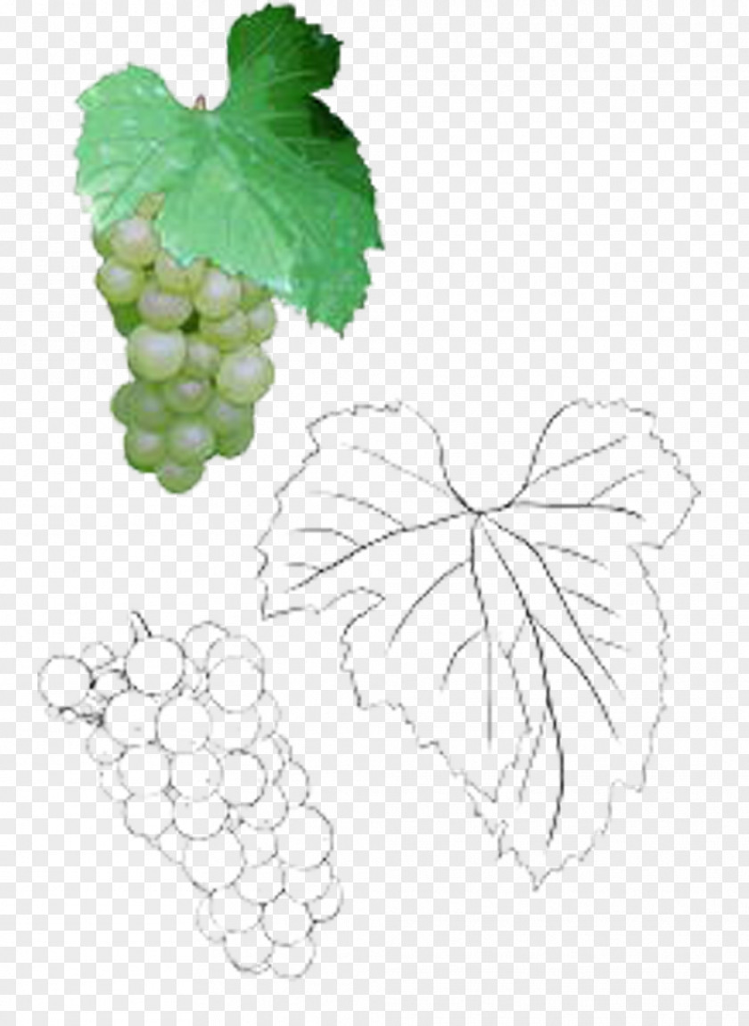 Delicious Grapes With Leaves Grape Leaf Illustration PNG