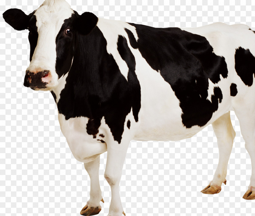 Jersey Cattle Sticker Dairy Clip Art PNG