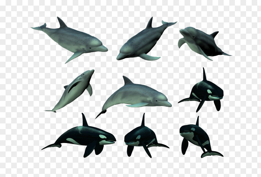 Killer Whales And Dolphins Tucuxi Dolphin Whale PNG