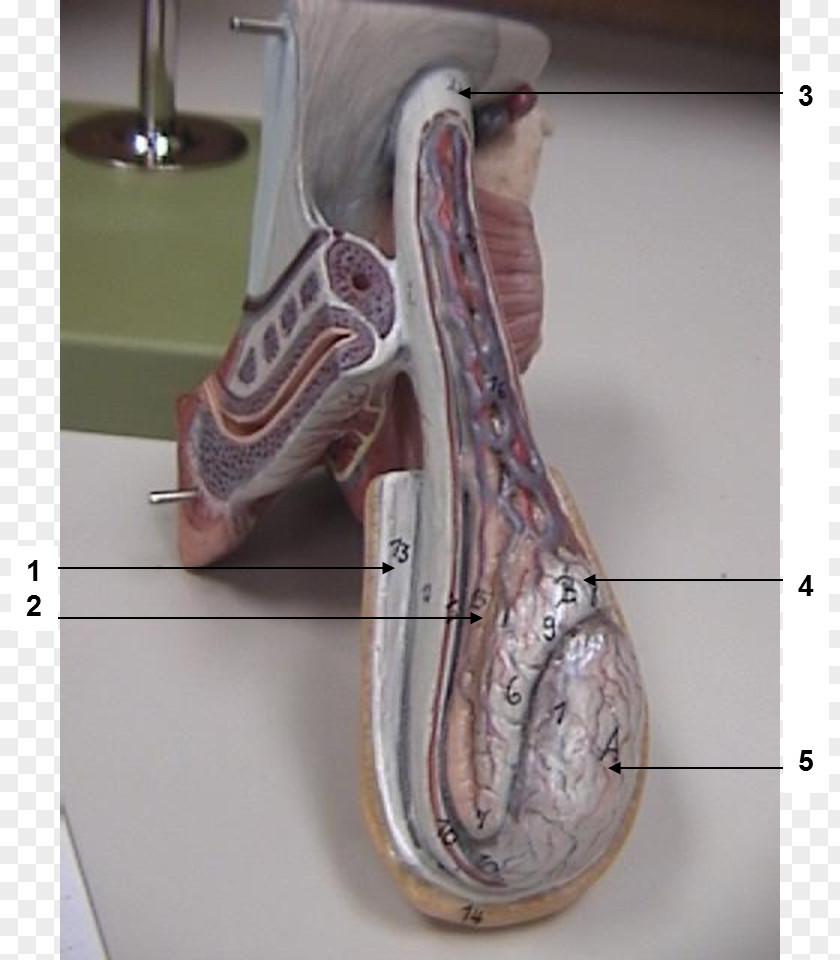 Prostate Gland Dartos Cremaster Muscle Anatomy Inguinal Canal PNG