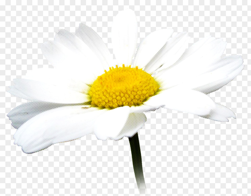 Yellow Chamomile Daisy PNG