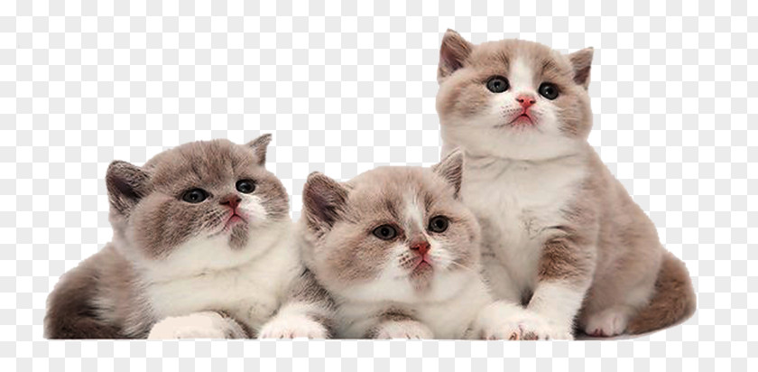 Cat Kitten Orijen PNG