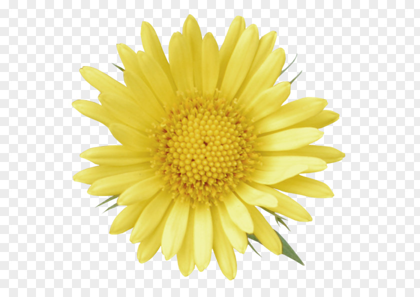 Common Dandelion Calendula Officinalis Yellow Clip Art PNG