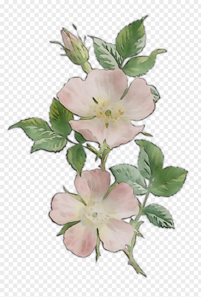 Dog-rose Mallows Herbaceous Plant Branching PNG