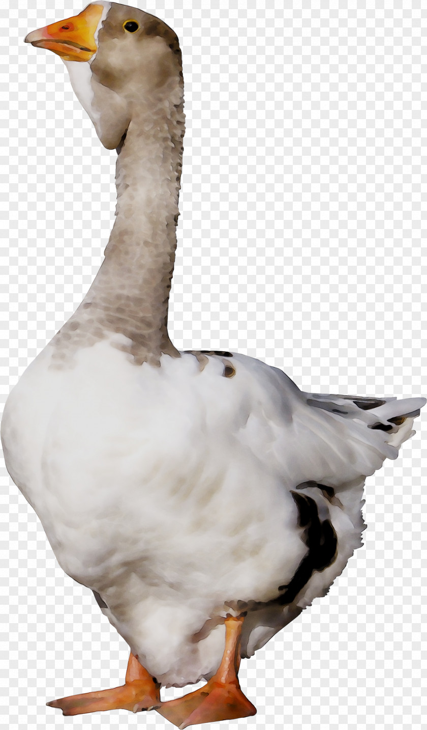 Duck Goose Fauna Feather Neck PNG