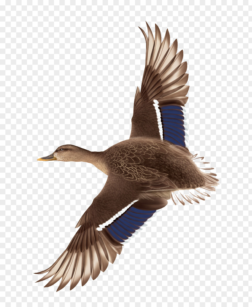 Hand Drawn Flying Ducks Duck Flight Mallard PNG